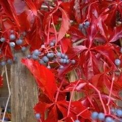 Amerikan Sarmaşık – Beşparmak Sarmaşığı Tohumu –  Parthenocissus Veitchii Boston İvy