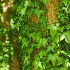 Amerikan Sarmaşık – Beşparmak Sarmaşığı Tohumu –  Parthenocissus Veitchii Boston İvy