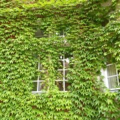 Amerikan Sarmaşık – Beşparmak Sarmaşığı Tohumu –  Parthenocissus Veitchii Boston İvy