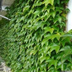 Amerikan Sarmaşık – Beşparmak Sarmaşığı Tohumu –  Parthenocissus Veitchii Boston İvy