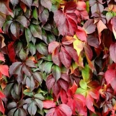 ﻿Amerikan Sarmaşık – Beşparmak Sarmaşığı Tohumu –  Parthenocissus Veitchii Boston İvy