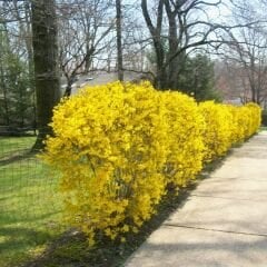 Altın Çanağı Fidanı -  Forsythia Sp.