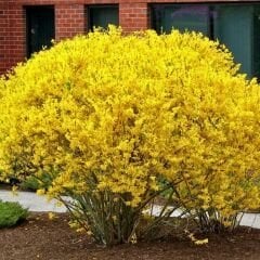 Altın Çanağı Fidanı -  Forsythia Sp.