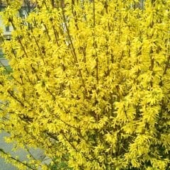 Altın Çanağı Fidanı -  Forsythia Sp.