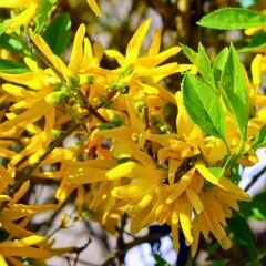 Altın Çanağı Fidanı -  Forsythia Sp.