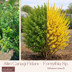 Altın Çanağı Fidanı -  Forsythia Sp.