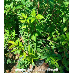 Altın Çanağı Fidanı -  Forsythia Sp.