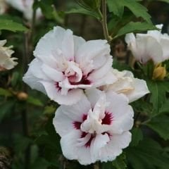 ﻿Ağaç Hatmi Fidanı - Hibiscus Syriacus