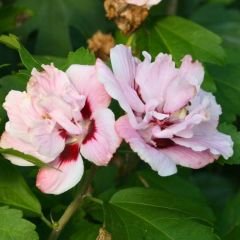 ﻿Ağaç Hatmi Fidanı - Hibiscus Syriacus