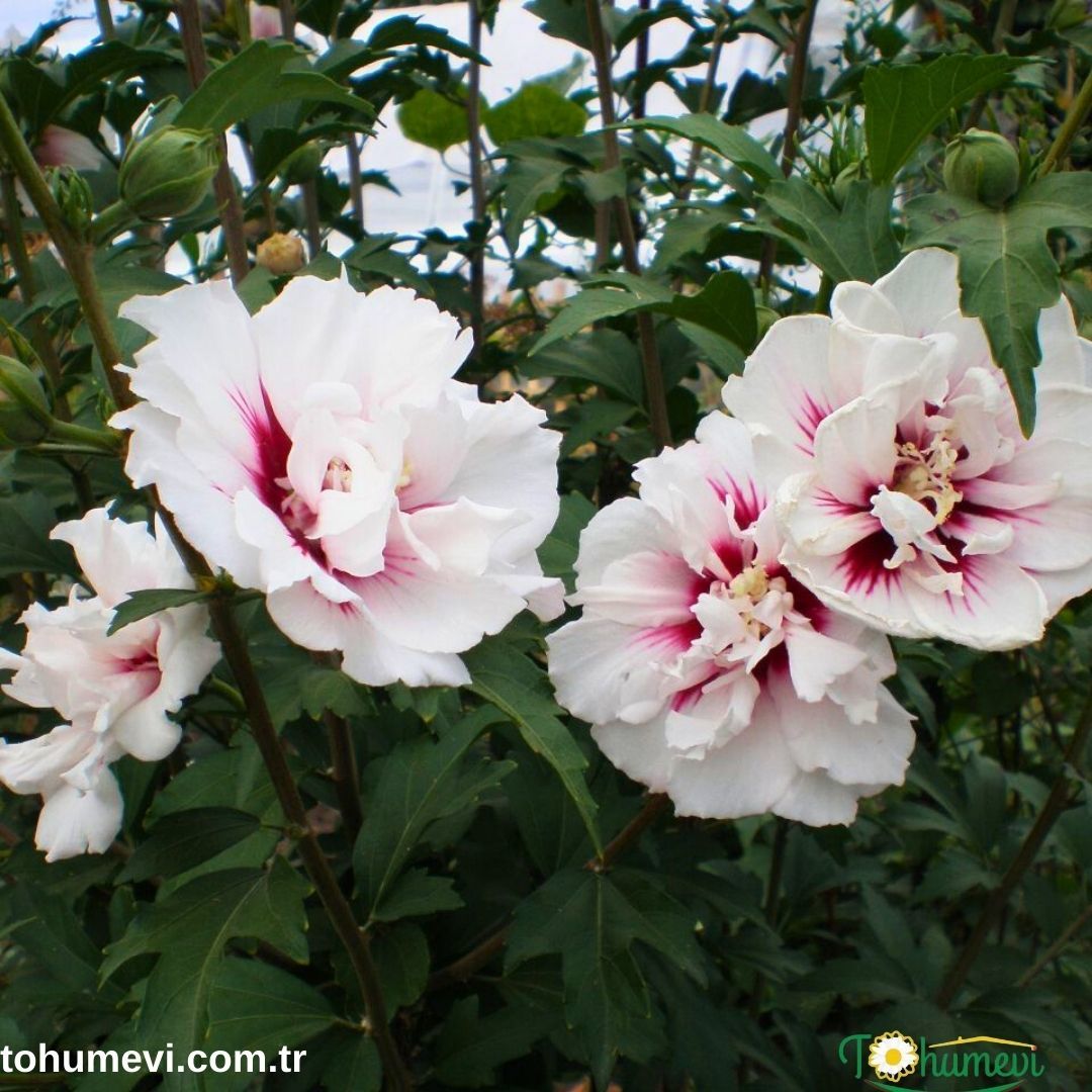 ﻿Ağaç Hatmi Fidanı - Hibiscus Syriacus
