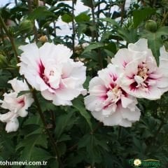 ﻿Ağaç Hatmi Fidanı - Hibiscus Syriacus