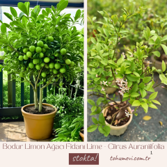 Bodur Limon Ağacı Fidanı Lime - Citrus Aurantifolia