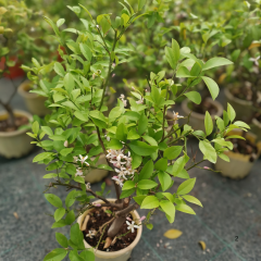 Bodur Limon Ağacı Fidanı Lime - Citrus Aurantifolia