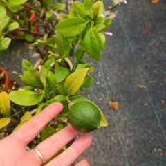 Bodur Limon Ağacı Fidanı Lime - Citrus Aurantifolia