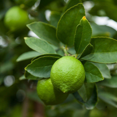 Bodur Limon Ağacı Fidanı Lime - Citrus Aurantifolia