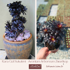 Kara Gül Sukulent - Aeonium Arboreum Zwartkop