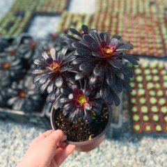 Kara Gül Sukulent - Aeonium Arboreum Zwartkop