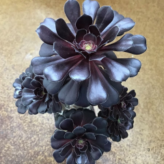 Kara Gül Sukulent - Aeonium Arboreum Zwartkop