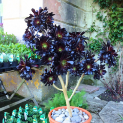 Kara Gül Sukulent - Aeonium Arboreum Zwartkop