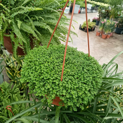 Arap Saçı Askılı Saksıda – Helxine Soleiroolii