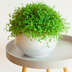 Arap Saçı Askılı Saksıda – Helxine Soleiroolii