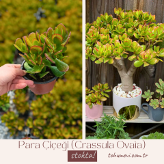 Para Çiçeği (Crassula Ovata) 10,5 cm Saksıda