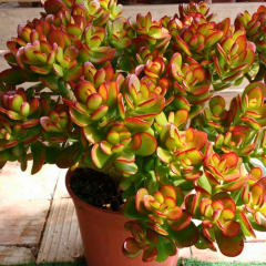 Para Çiçeği (Crassula Ovata) 10,5 cm Saksıda