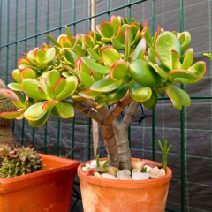Para Çiçeği (Crassula Ovata) 10,5 cm Saksıda