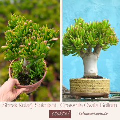 Shrek Kulağı Sukulent - Crassula Ovata Gollum 3 yaşında