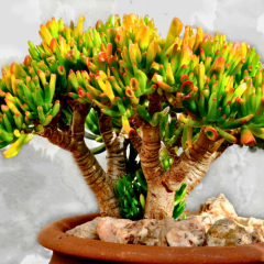 Shrek Kulağı Sukulent - Crassula Ovata Gollum 3 yaşında