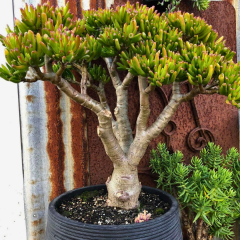 Shrek Kulağı Sukulent - Crassula Ovata Gollum 3 yaşında