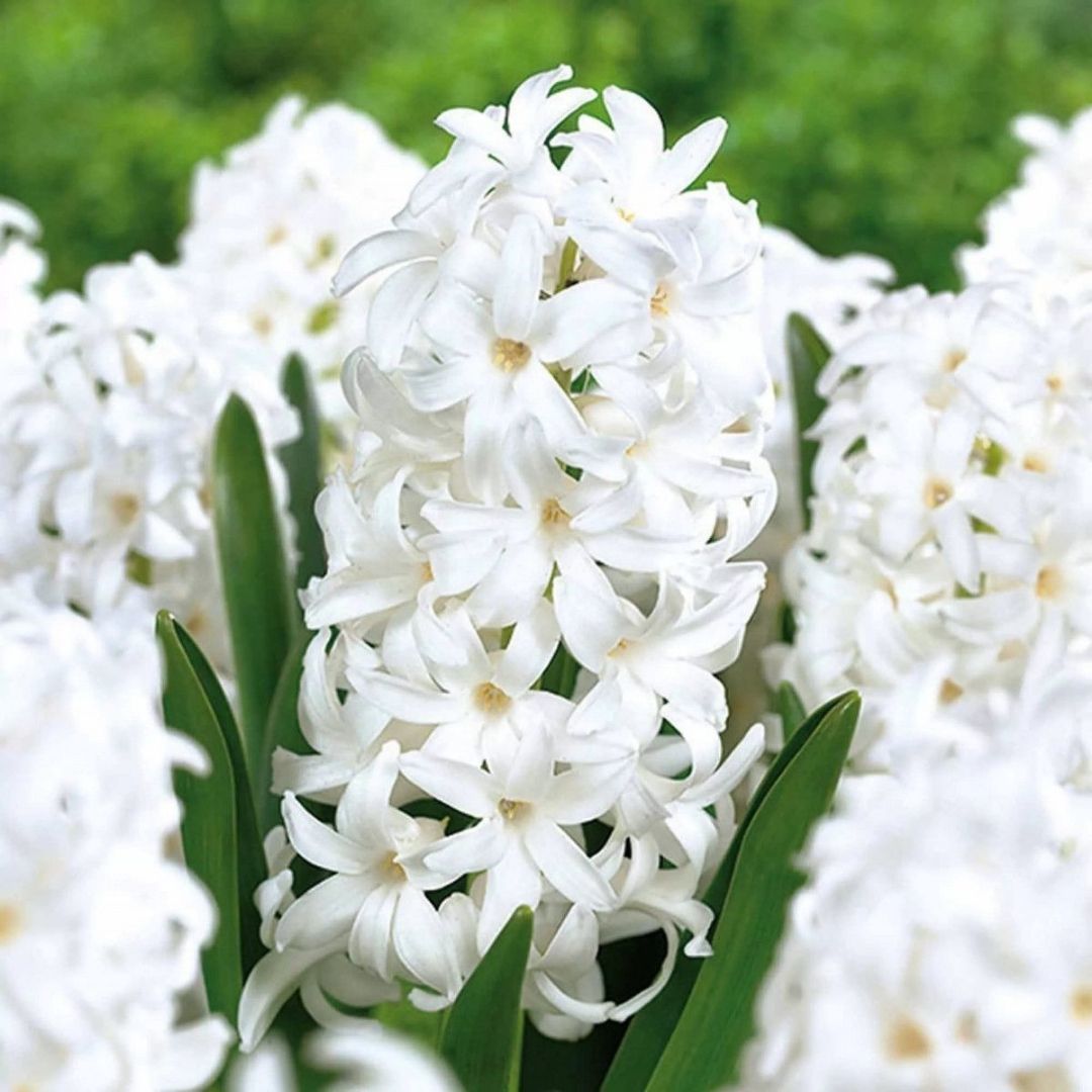 Orientalis Carnegie Sümbül Soğanı - Hyacinthus - Saf Beyaz