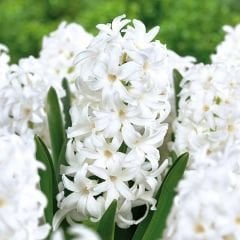 Orientalis Carnegie Sümbül Soğanı - Hyacinthus - Saf Beyaz