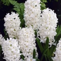 Orientalis Carnegie Sümbül Soğanı - Hyacinthus - Saf Beyaz