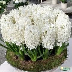 Orientalis Carnegie Sümbül Soğanı - Hyacinthus - Saf Beyaz