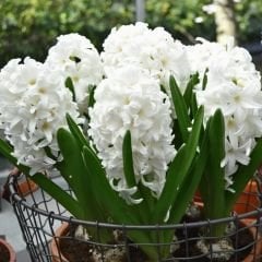Orientalis Carnegie Sümbül Soğanı - Hyacinthus - Saf Beyaz