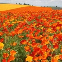 ﻿Acem Lalesi Tohumu - California Poppy