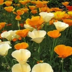 ﻿Acem Lalesi Tohumu - California Poppy