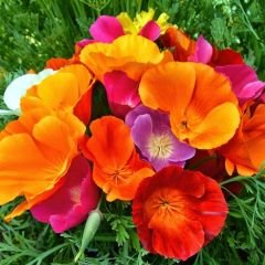 ﻿Acem Lalesi Tohumu - California Poppy