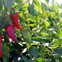 Acı Maraş Biber Tohumu
