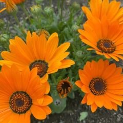 ﻿Afrika Papatya Tohumu – Osteospermum Ecklonis
