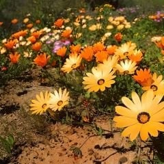 ﻿Afrika Papatya Tohumu – Osteospermum Ecklonis