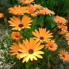 ﻿Afrika Papatya Tohumu – Osteospermum Ecklonis