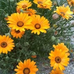 ﻿Afrika Papatya Tohumu – Osteospermum Ecklonis