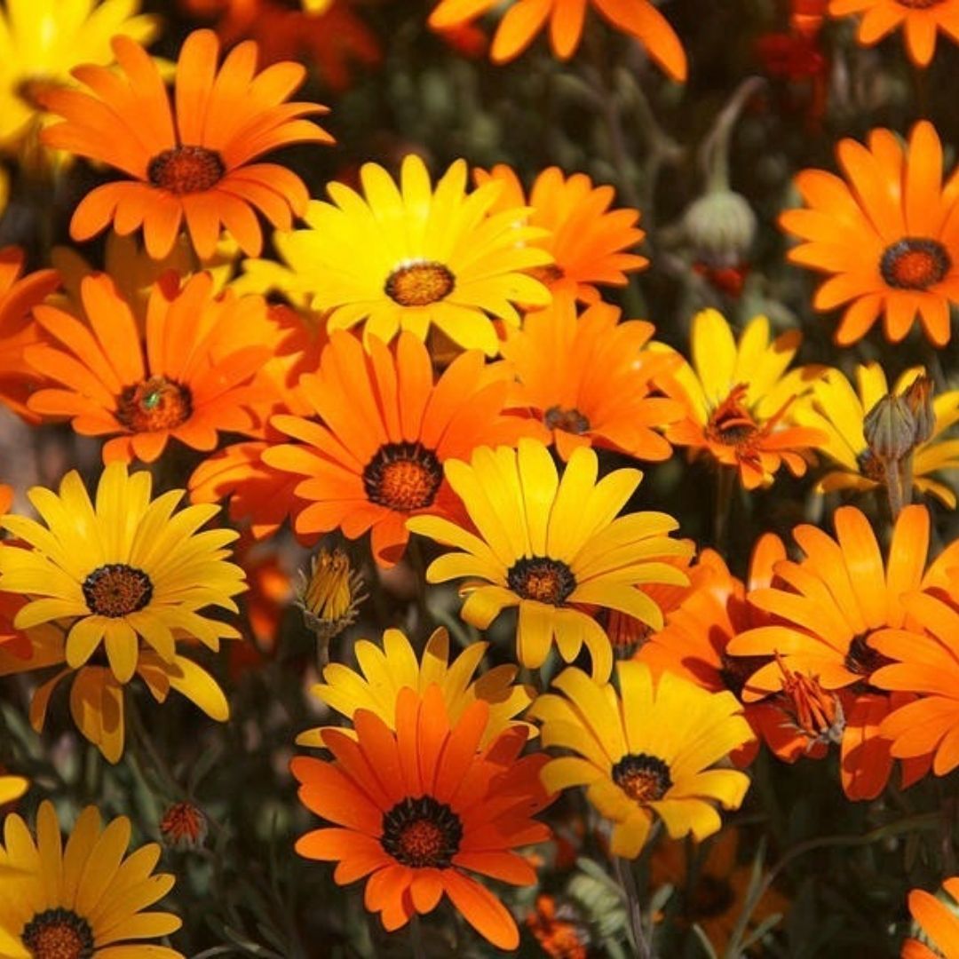 ﻿Afrika Papatya Tohumu – Osteospermum Ecklonis