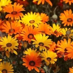 ﻿Afrika Papatya Tohumu – Osteospermum Ecklonis