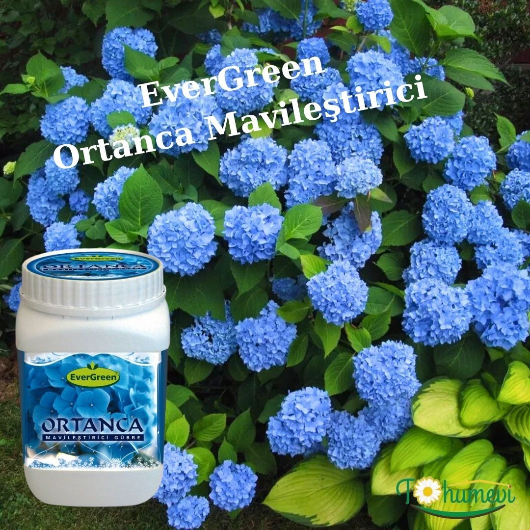 EverGreen Ortanca Mavileştirici Gübre