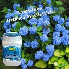 EverGreen Ortanca Mavileştirici Gübre