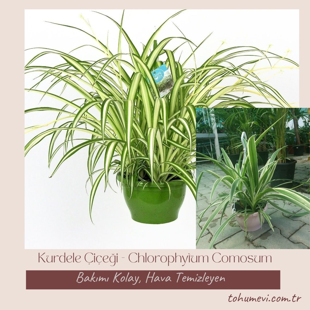 Kurdele Çiçeği - Chlorophytum Comosum