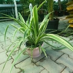 Kurdele Çiçeği - Chlorophytum Comosum